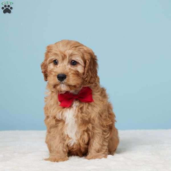 Mario, Cavapoo Puppy